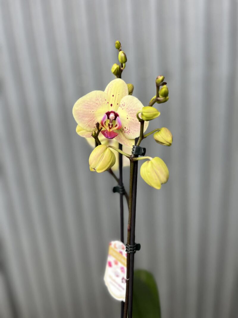 Phalaenopsis Golden Goya | Storczyk bez pączków