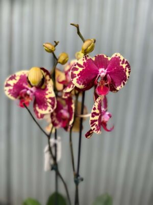Phalaenopsis Beauty Soulmate | Storczyk