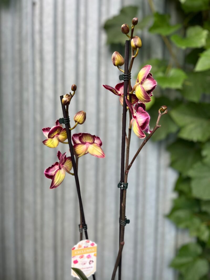 Phalaenopsis Klementyna | Storczyk