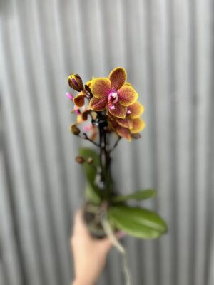 Phalaenopsis Sogo Lawrence | Storczyk