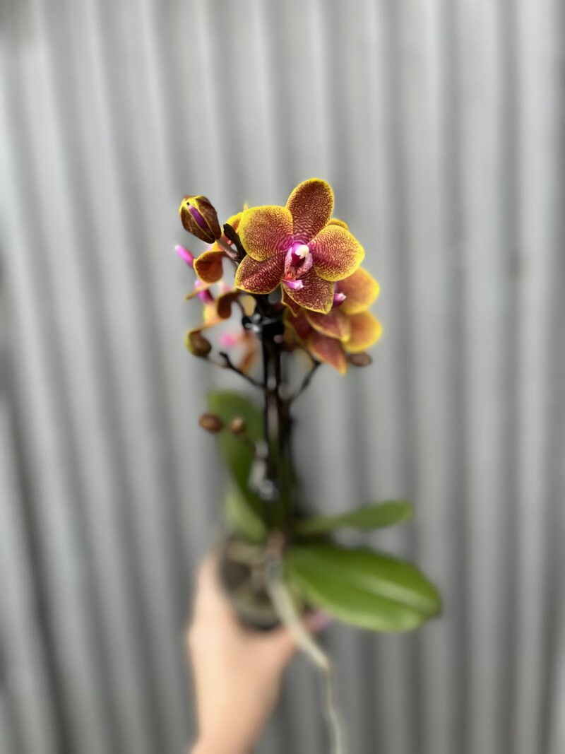 Phalaenopsis Sogo Lawrence | Storczyk