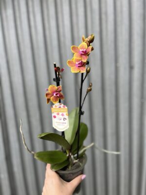 Phalaenopsis Sogo Lawrence | Storczyk