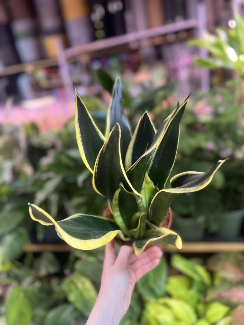 Sansevieria ‘Night Shake’ Sansevieria ‘Night Shake’