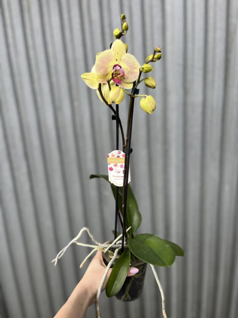Phalaenopsis Golden Goya | Storczyk bez pączków