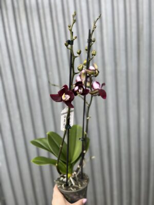 Phalaenopsis ‘Black Jack’ | Storczyk
