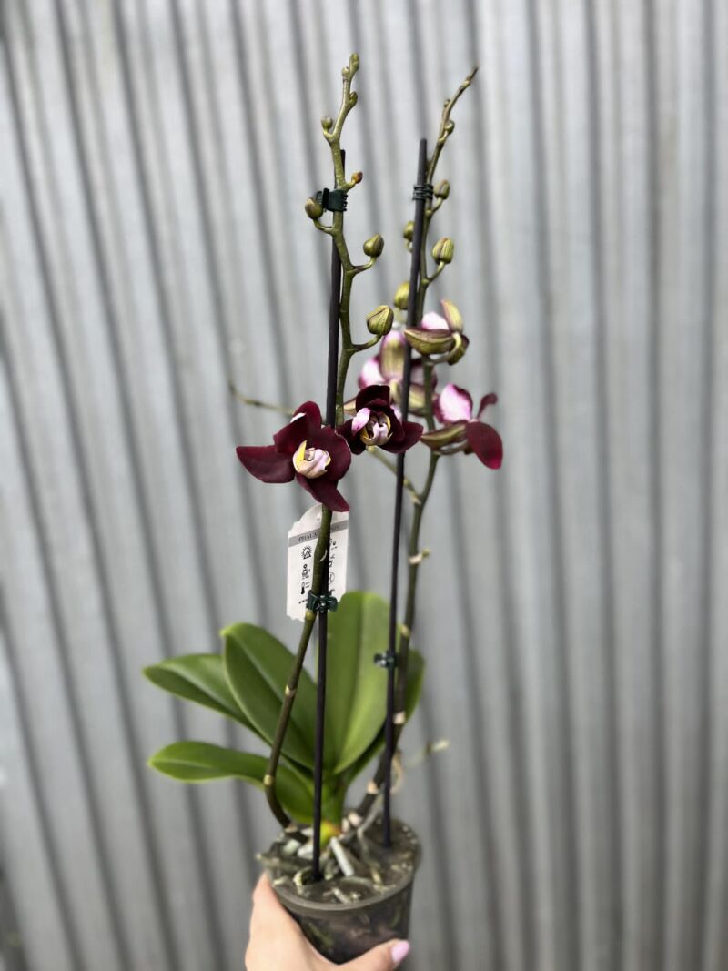Phalaenopsis ‘Black Jack’ | Storczyk