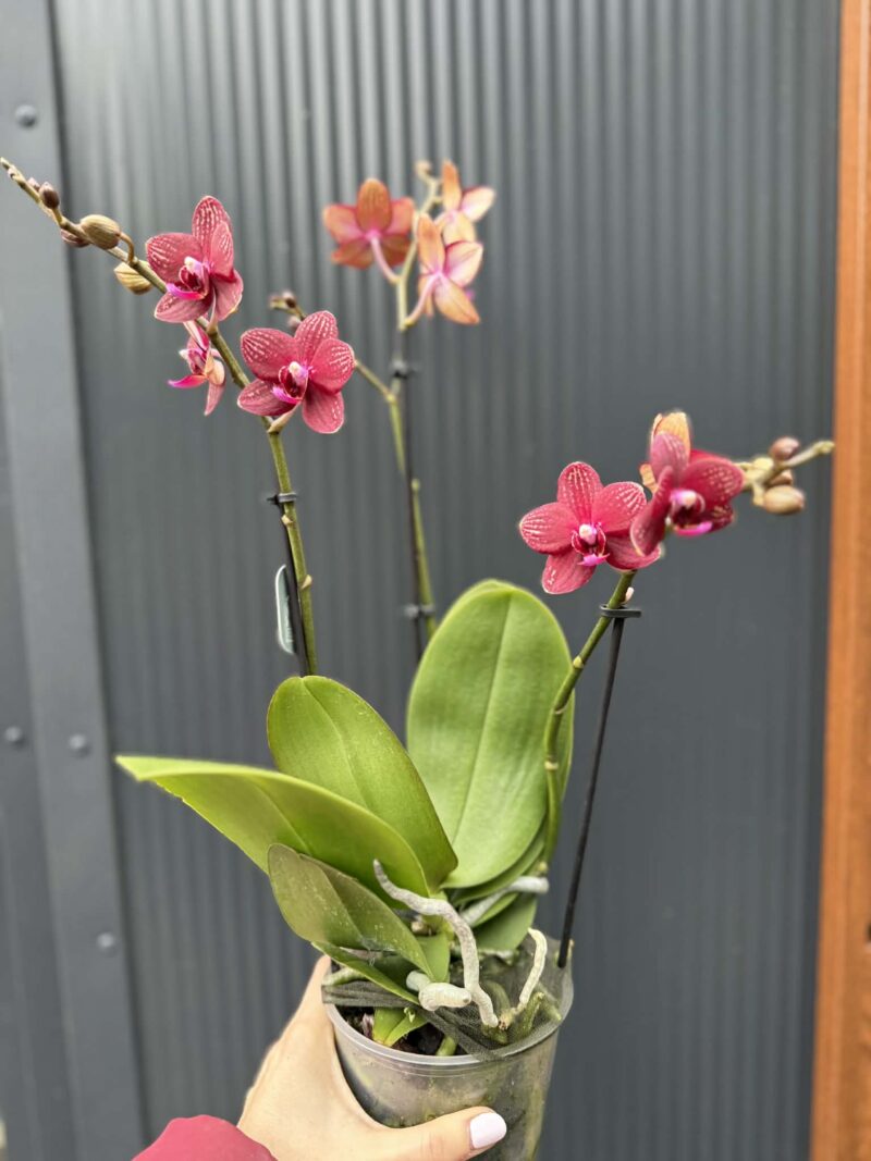 Phalaenopsis Reyoung Miley | storczyk przekwitnięty
