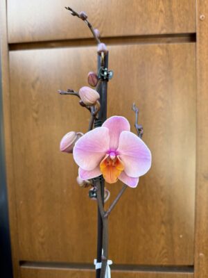 Phalaenopsis Orange Cat | Storczyk przekwitnięty