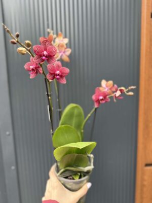 Phalaenopsis Reyoung Miley | storczyk przekwitnięty
