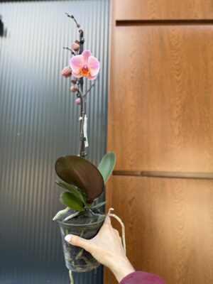 Phalaenopsis Orange Cat | Storczyk przekwitnięty