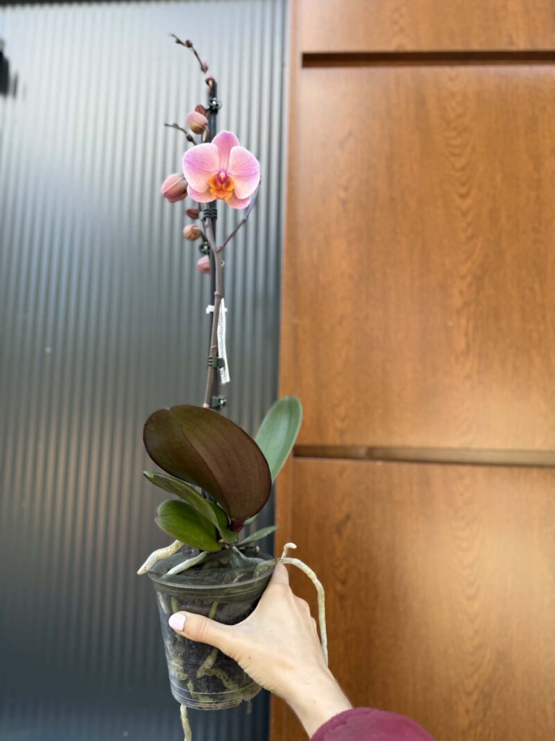 Phalaenopsis Orange Cat | Storczyk przekwitnięty
