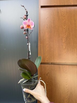 Phalaenopsis Orange Cat | Storczyk przekwitnięty