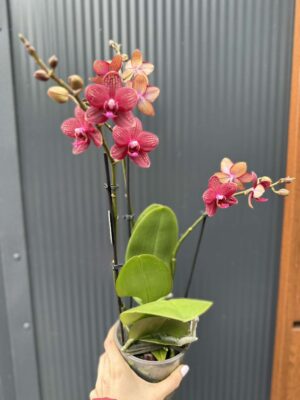Phalaenopsis Reyoung Miley | storczyk przekwitnięty