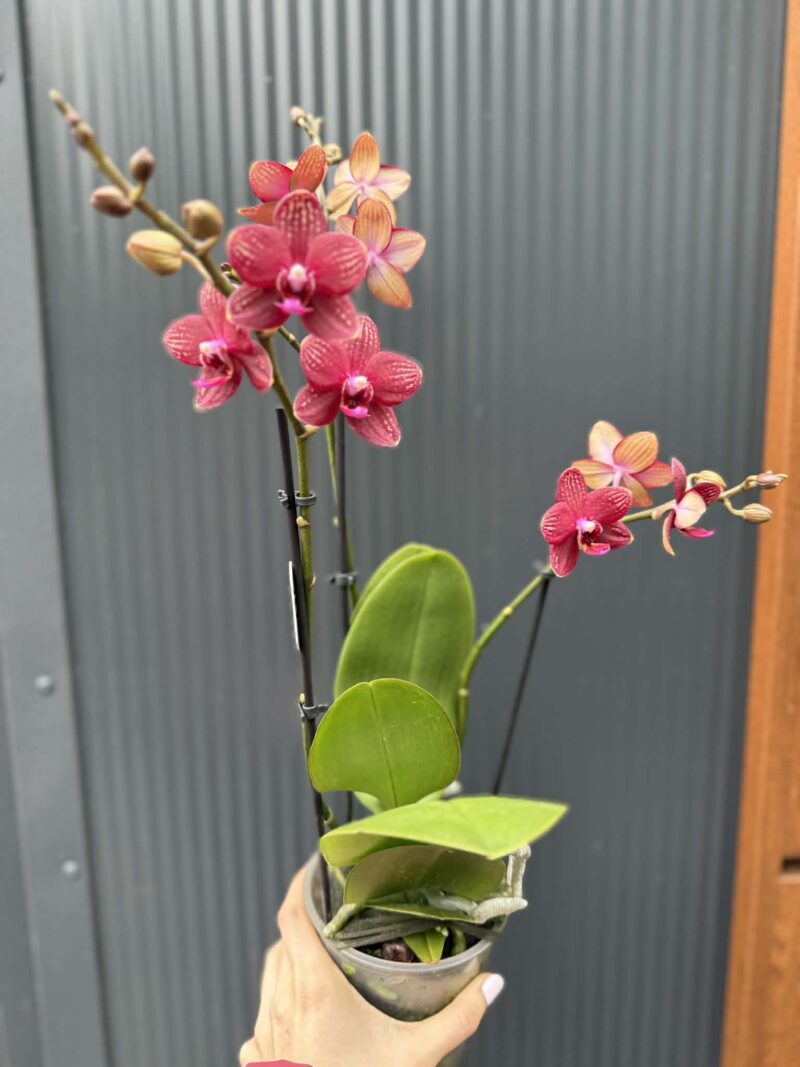 Phalaenopsis Reyoung Miley | storczyk przekwitnięty