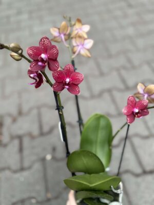 Phalaenopsis Reyoung Miley | storczyk przekwitnięty