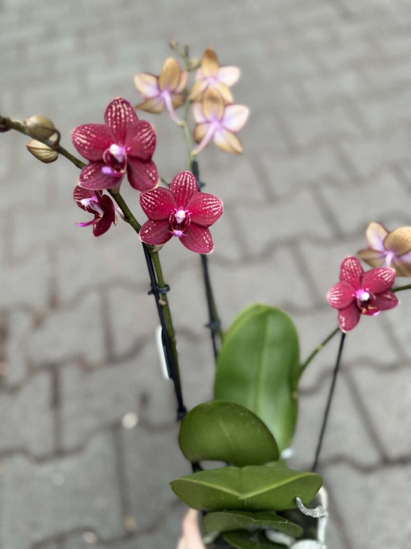 Phalaenopsis Reyoung Miley | storczyk przekwitnięty