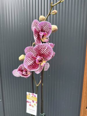 Phalaenopsis Black Stripes | storczyk przekwitnięty