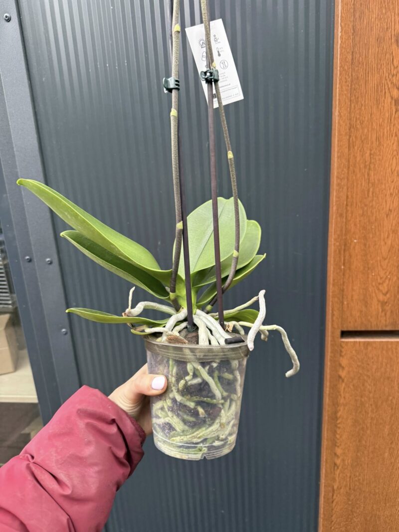 Phalaenopsis Black Stripes | storczyk przekwitnięty