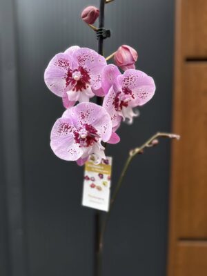 Phalaenopsis ‘Limited – Drapacz Chmur’ Big Lip | storczyk Przekwitnięty
