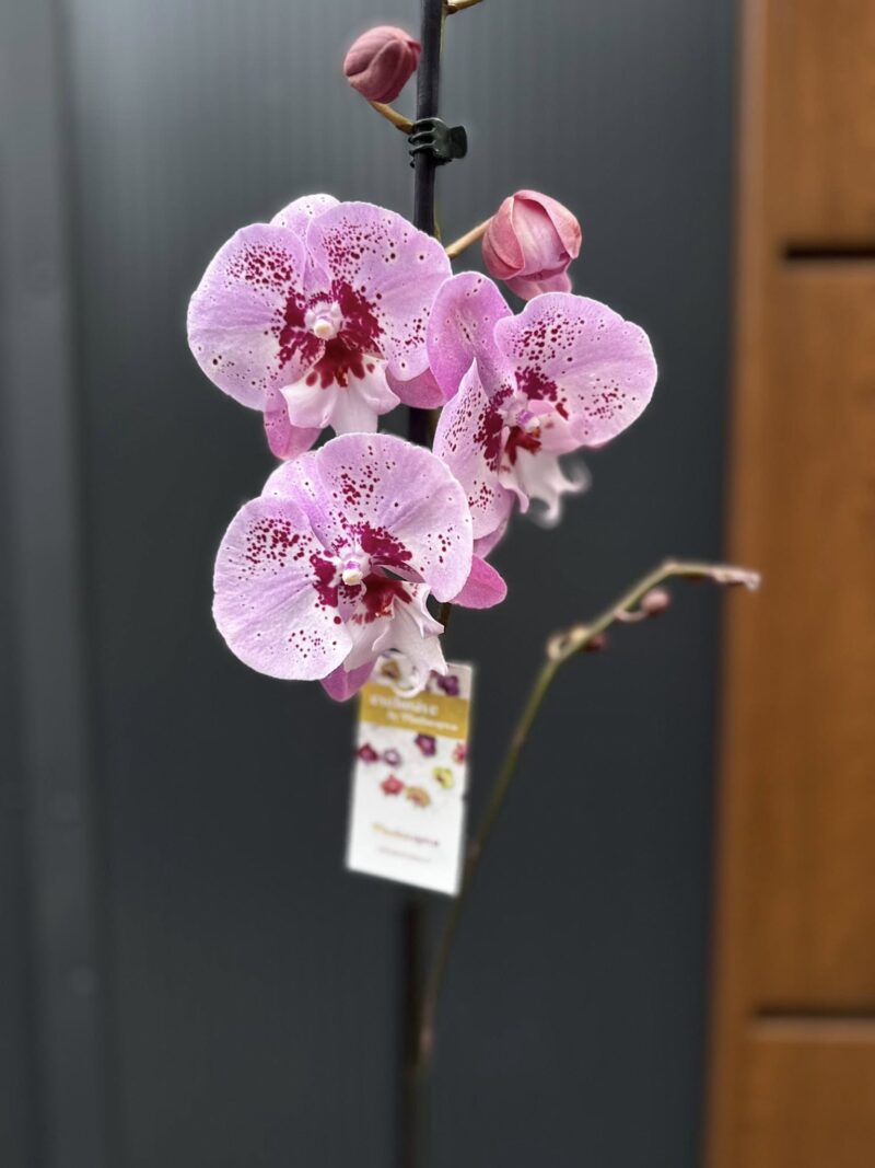 Phalaenopsis ‘Limited – Drapacz Chmur’ Big Lip | storczyk Przekwitnięty