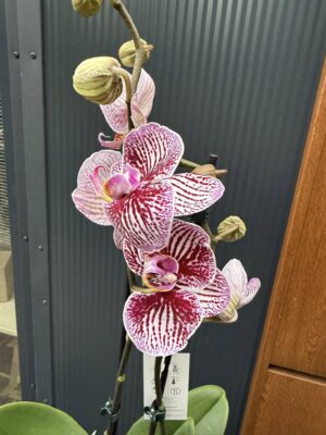 Phalaenopsis Black Stripes | storczyk przekwitnięty