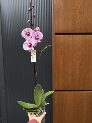 Phalaenopsis ‘Limited – Drapacz Chmur’ Big Lip | storczyk Przekwitnięty