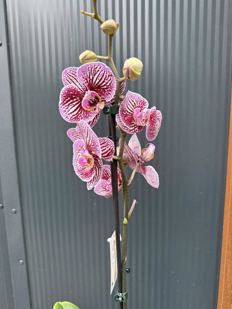 Phalaenopsis Black Stripes | storczyk przekwitnięty