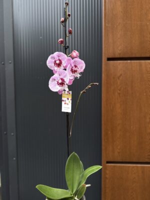 Phalaenopsis ‘Limited – Drapacz Chmur’ Big Lip | storczyk Przekwitnięty
