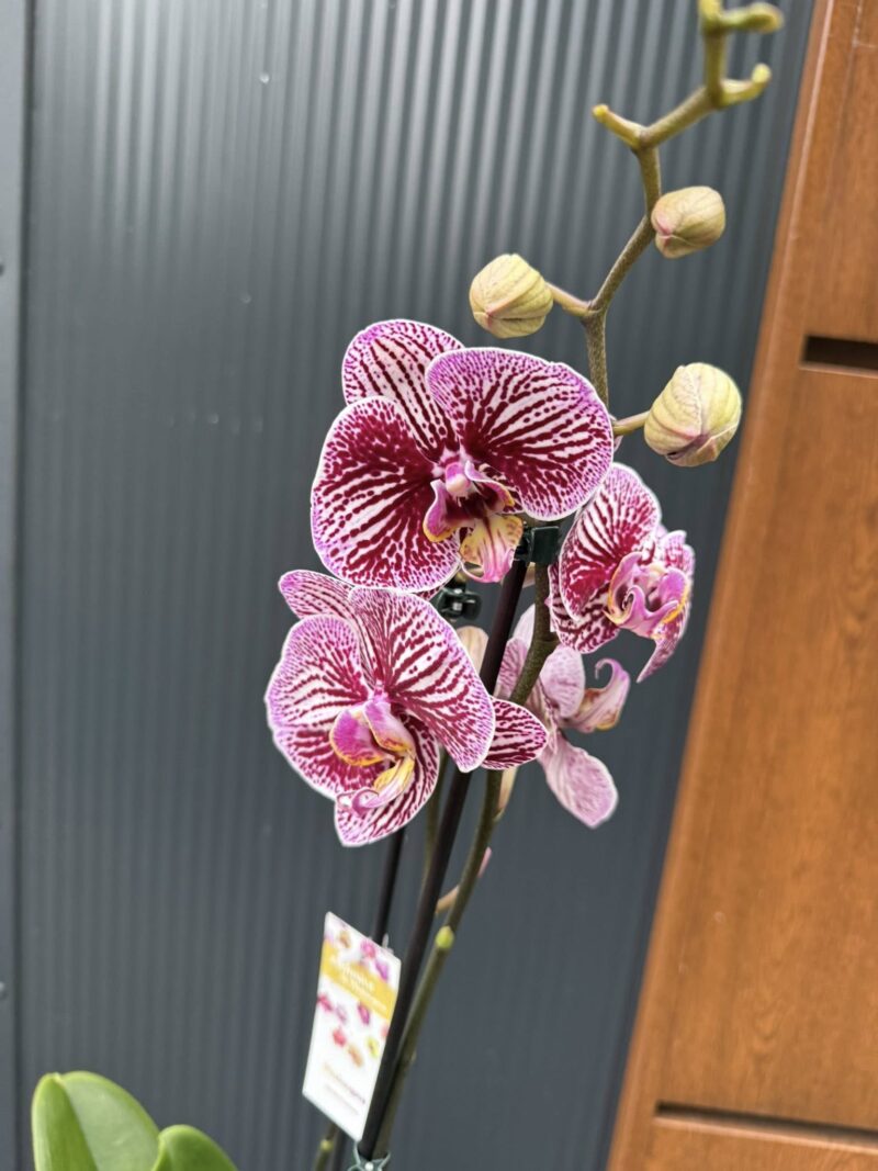 Phalaenopsis Black Stripes | storczyk przekwitnięty