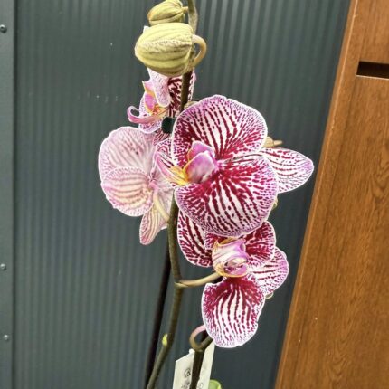 Phalaenopsis Black Stripes | storczyk przekwitnięty