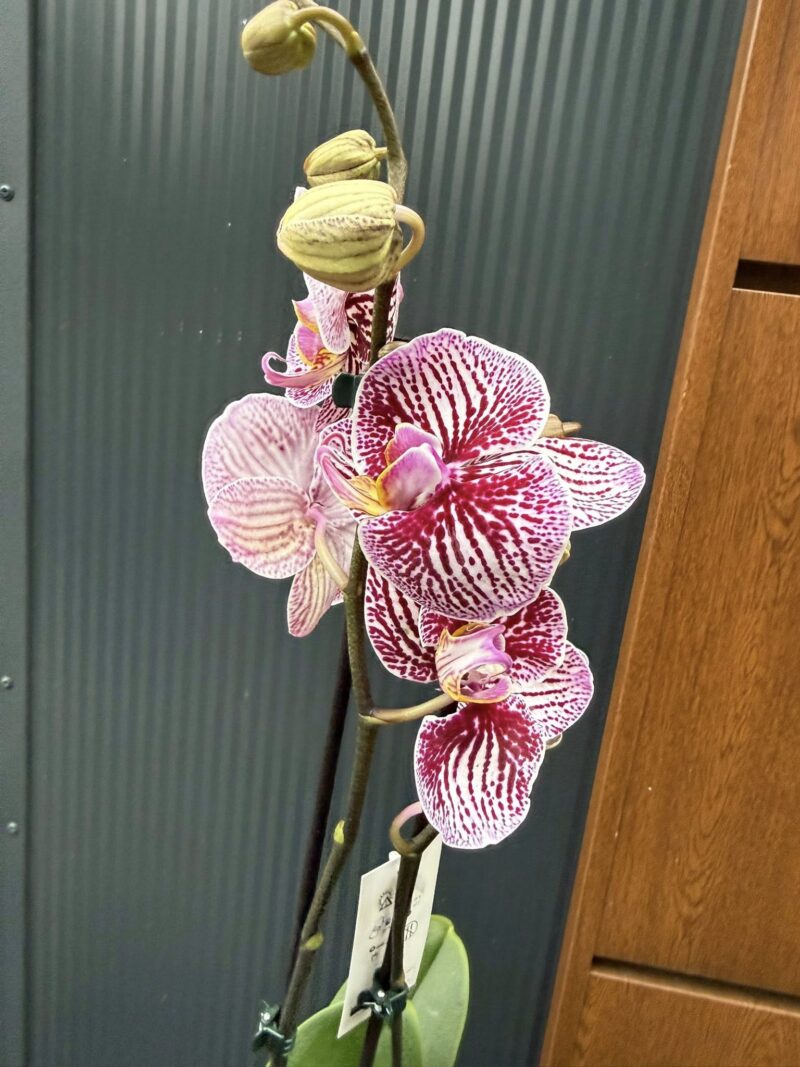 Phalaenopsis Black Stripes | storczyk przekwitnięty