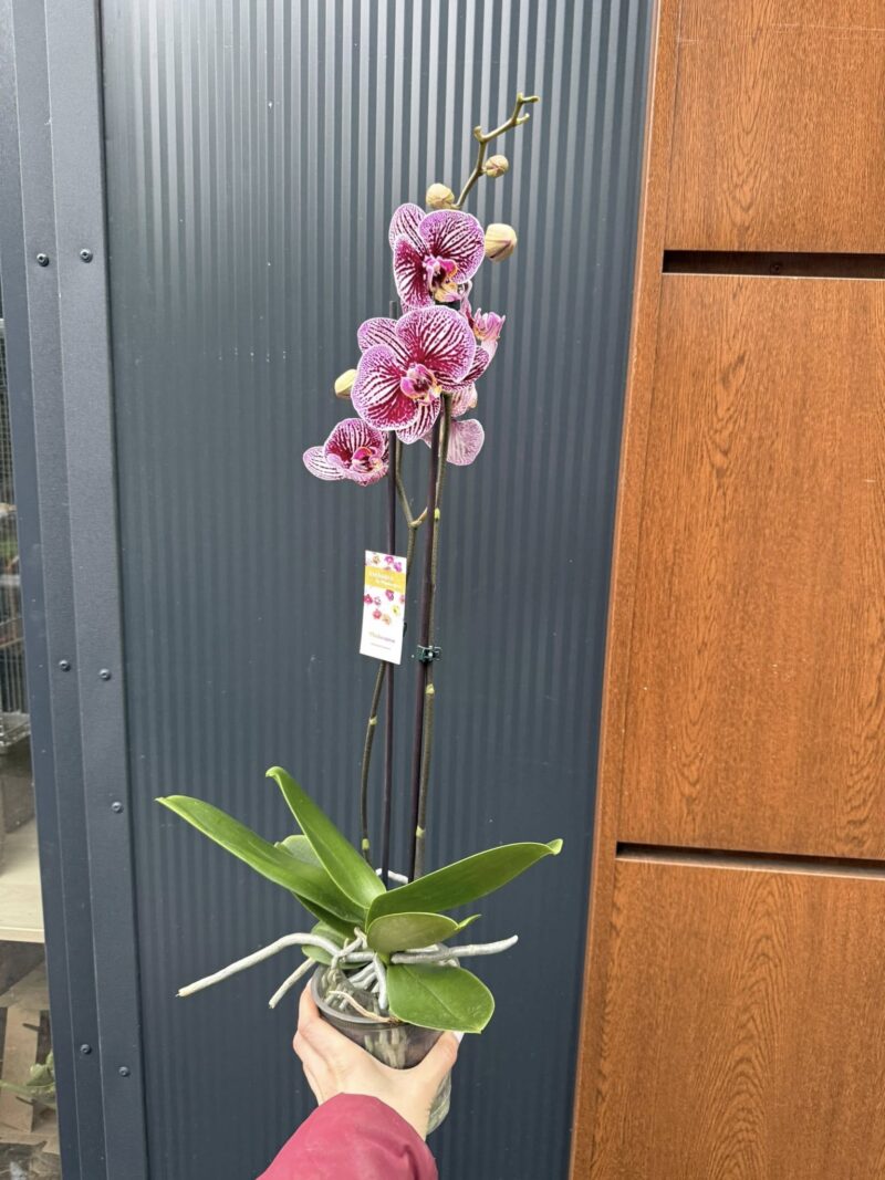 Phalaenopsis Black Stripes | storczyk przekwitnięty