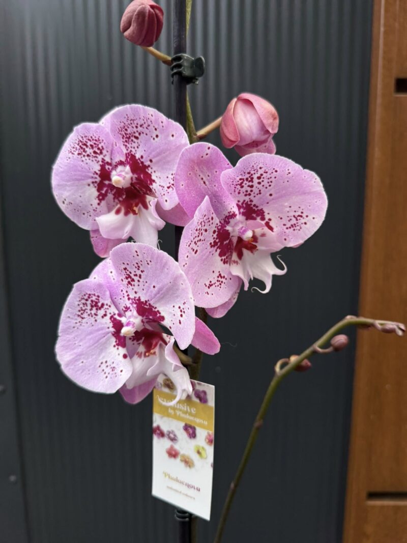 Phalaenopsis ‘Limited – Drapacz Chmur’ Big Lip | storczyk Przekwitnięty