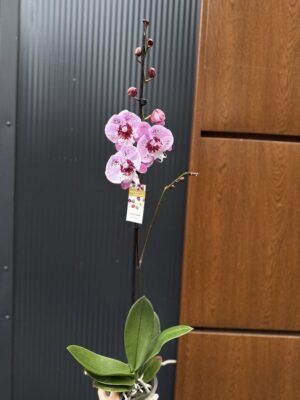 Phalaenopsis ‘Limited – Drapacz Chmur’ Big Lip | storczyk Przekwitnięty