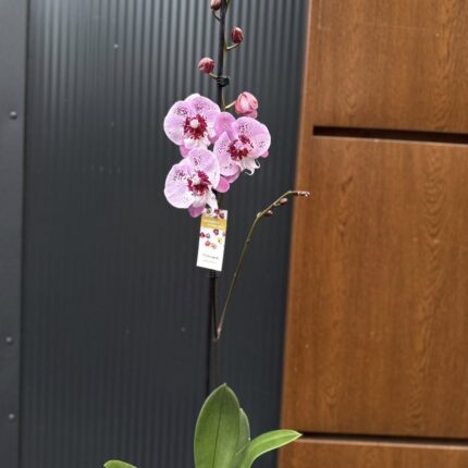 Phalaenopsis ‘Limited – Drapacz Chmur’ Big Lip | storczyk Przekwitnięty