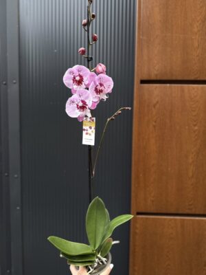 Phalaenopsis ‘Limited – Drapacz Chmur’ Big Lip | storczyk Przekwitnięty