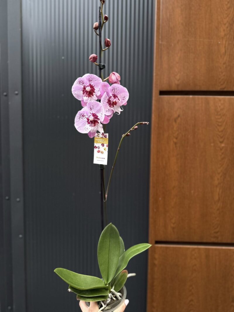 Phalaenopsis ‘Limited – Drapacz Chmur’ Big Lip | storczyk Przekwitnięty