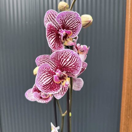Phalaenopsis Black Stripes | storczyk przekwitnięty