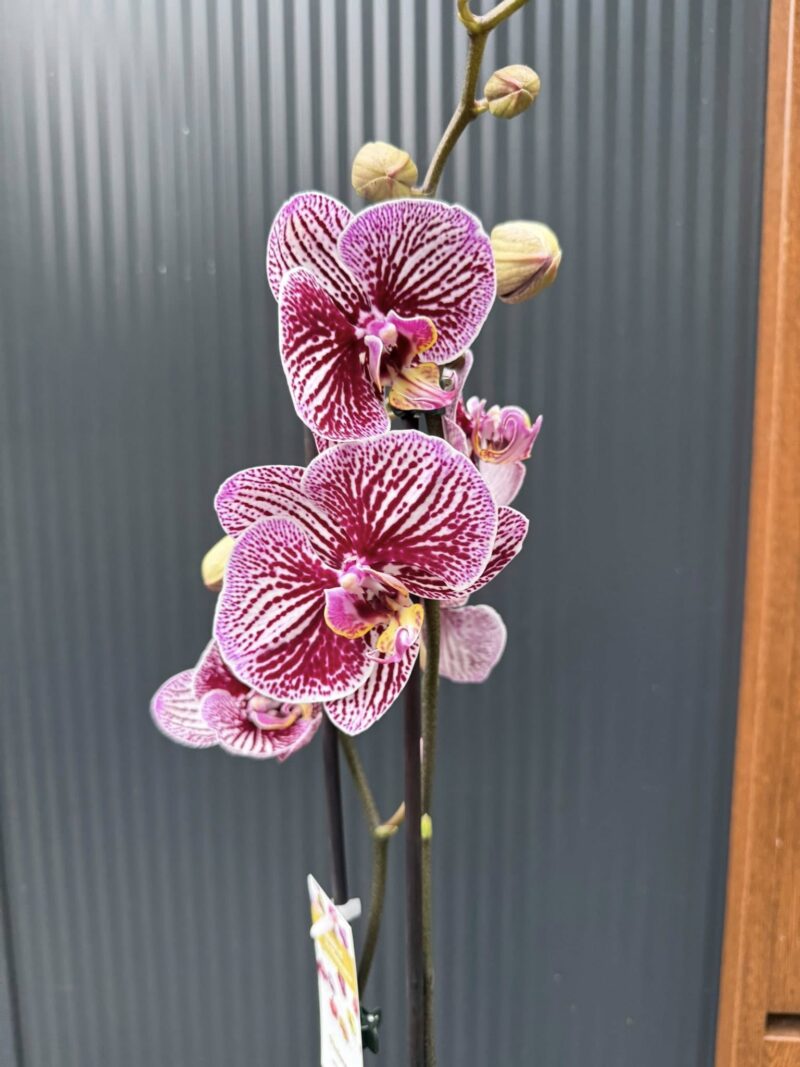 Phalaenopsis Black Stripes | storczyk przekwitnięty Phalaenopsis Black Stripes | storczyk przekwitnięty