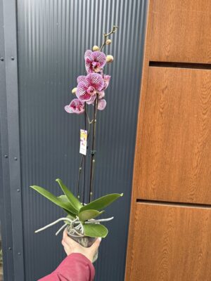 Phalaenopsis Black Stripes | storczyk przekwitnięty
