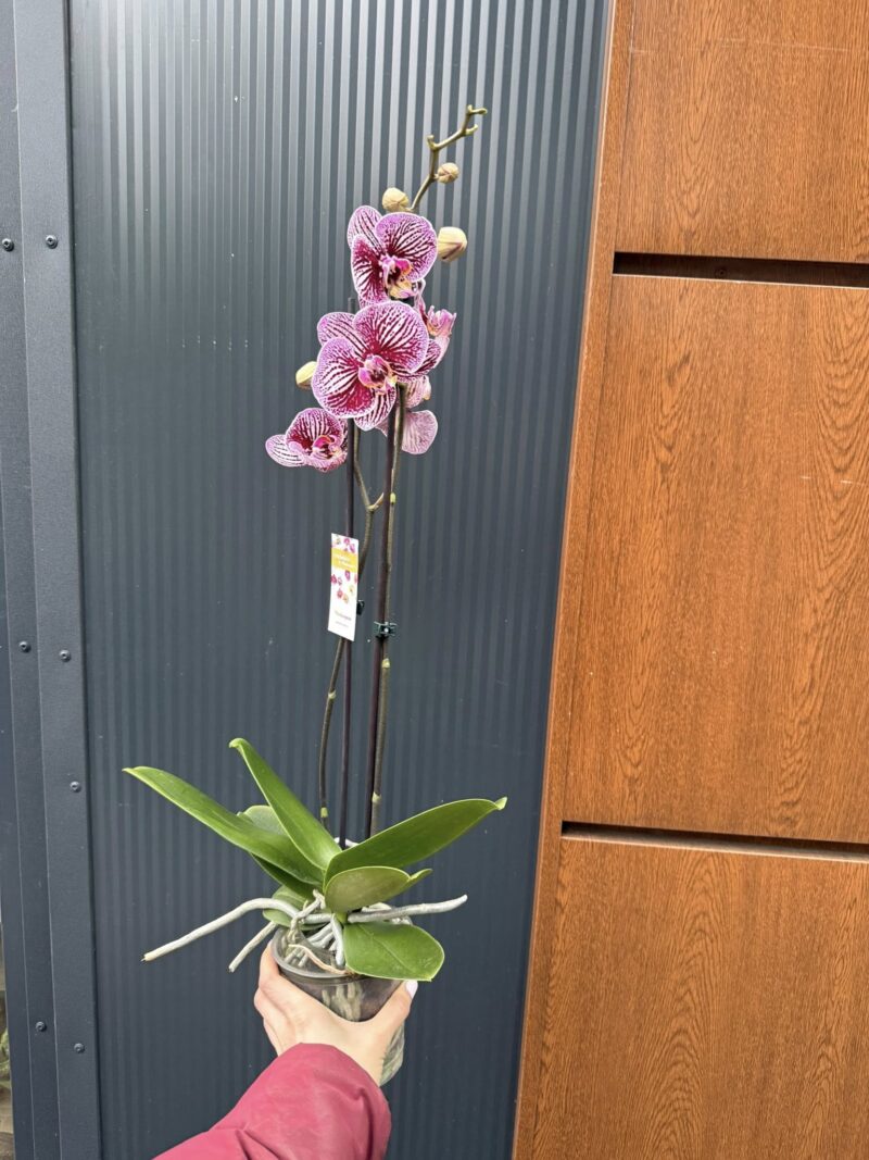 Phalaenopsis Black Stripes | storczyk przekwitnięty