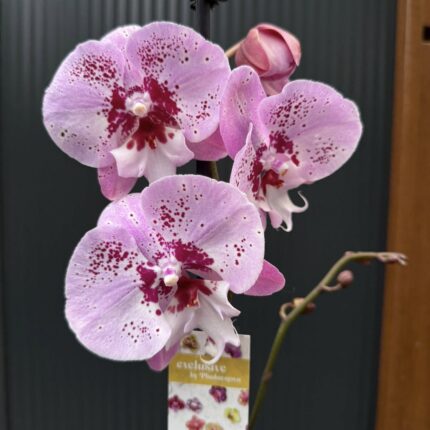 Phalaenopsis ‘Limited – Drapacz Chmur’ Big Lip | storczyk Przekwitnięty