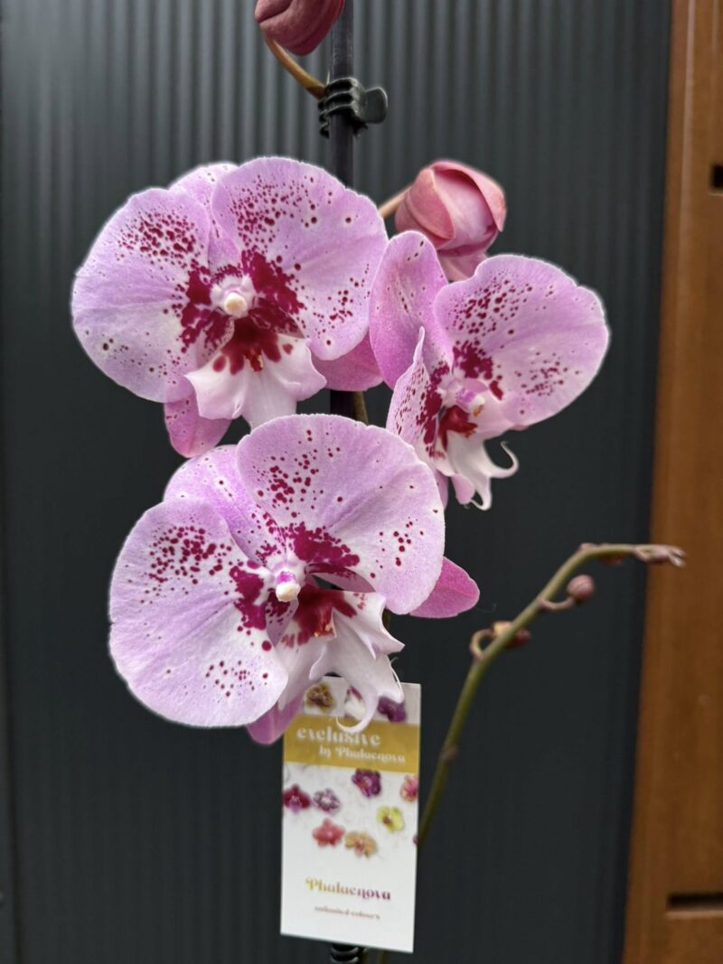 Phalaenopsis ‘Limited – Drapacz Chmur’ Big Lip | storczyk Przekwitnięty