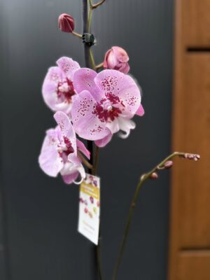 Phalaenopsis ‘Limited – Drapacz Chmur’ Big Lip | storczyk Przekwitnięty