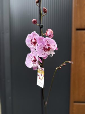 Phalaenopsis ‘Limited – Drapacz Chmur’ Big Lip | storczyk Przekwitnięty
