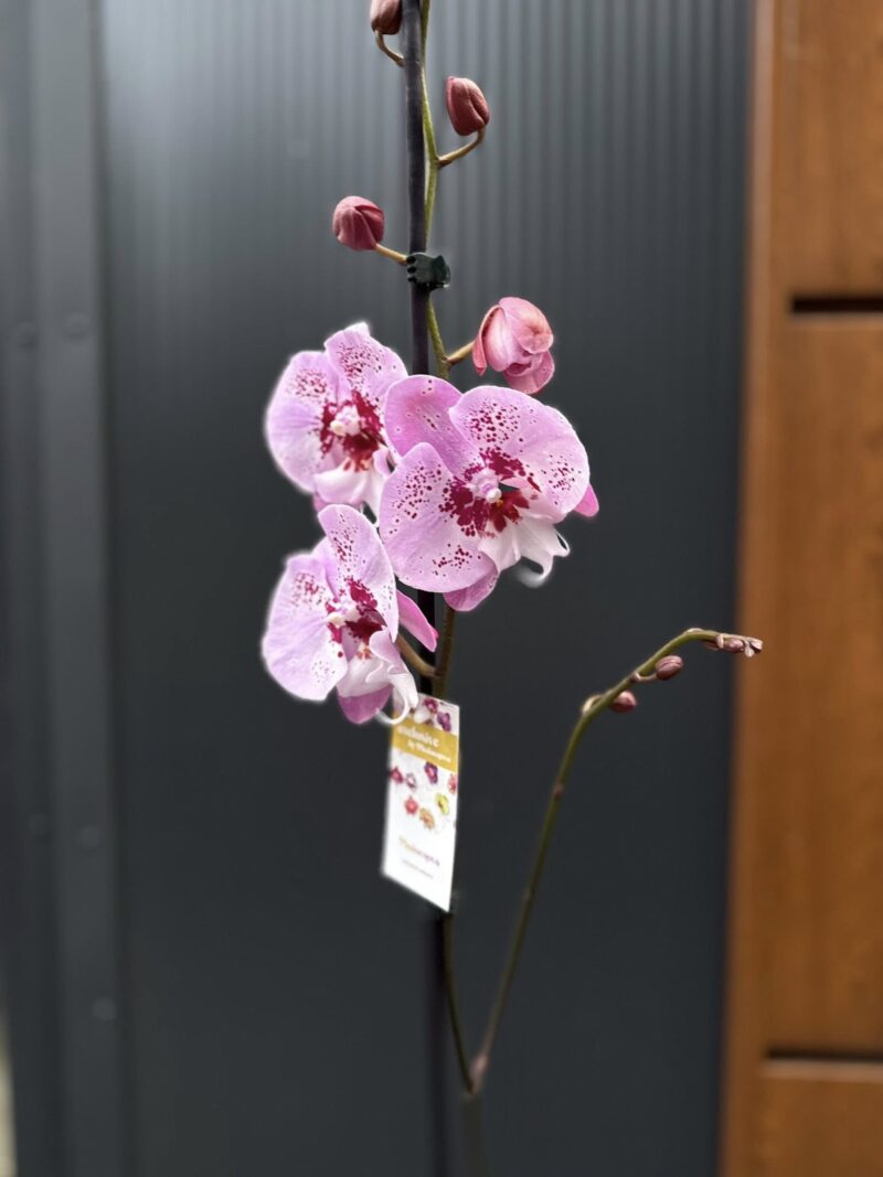 Phalaenopsis ‘Limited – Drapacz Chmur’ Big Lip | storczyk Przekwitnięty