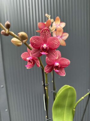 Phalaenopsis Reyoung Miley | storczyk przekwitnięty
