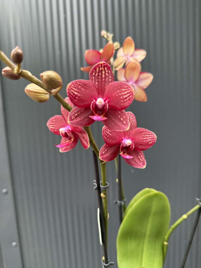 Phalaenopsis Reyoung Miley | storczyk przekwitnięty