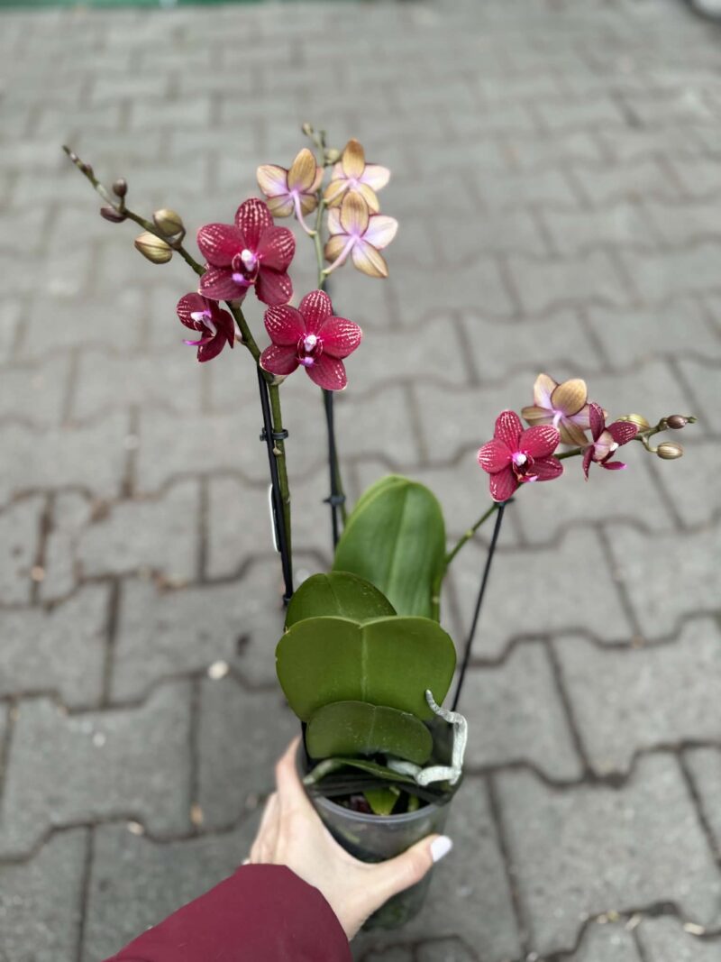 Phalaenopsis Reyoung Miley | storczyk przekwitnięty