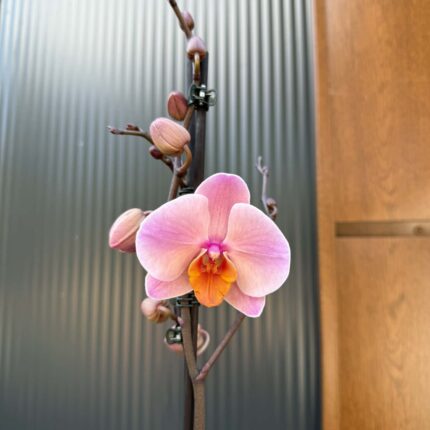 Phalaenopsis Orange Cat | Storczyk przekwitnięty